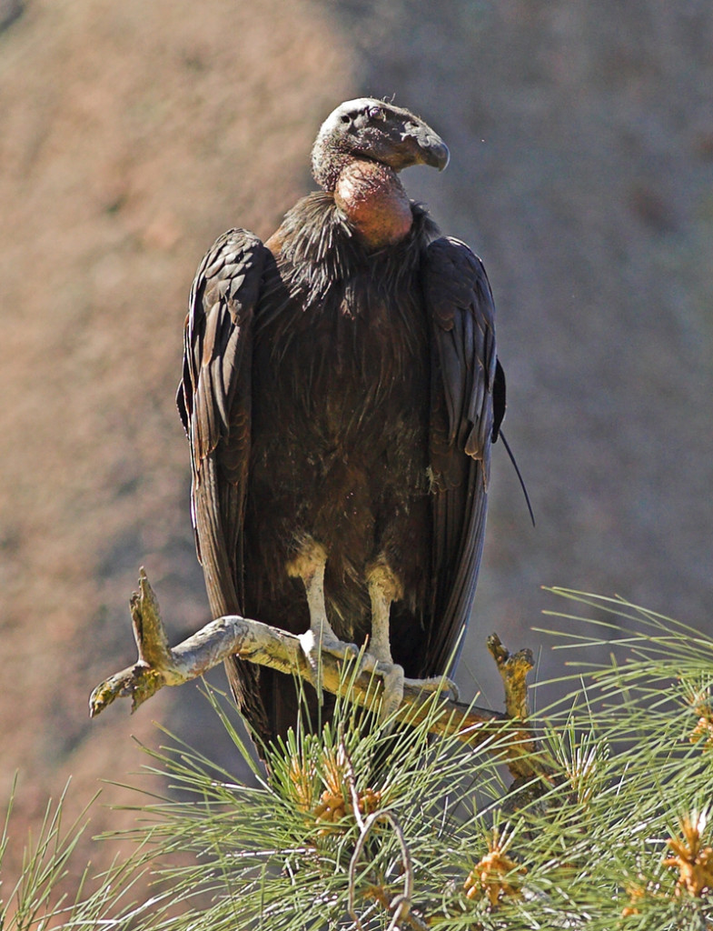 San Benito County Birds California Condor
