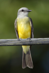 San Benito County Birds Tropical Kingbird