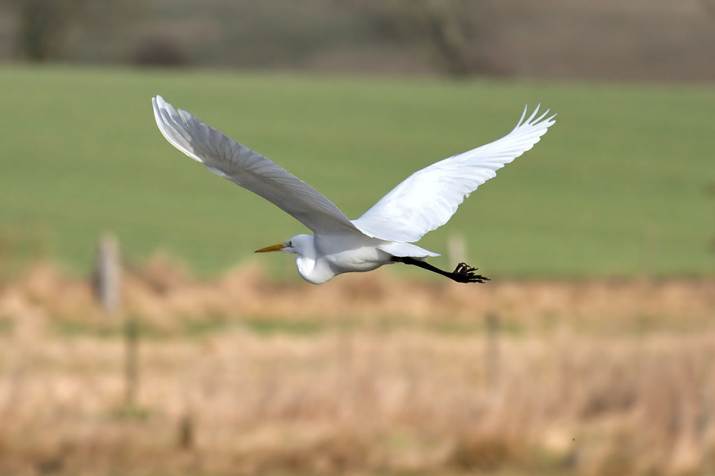 San Benito County Birds Great Egret