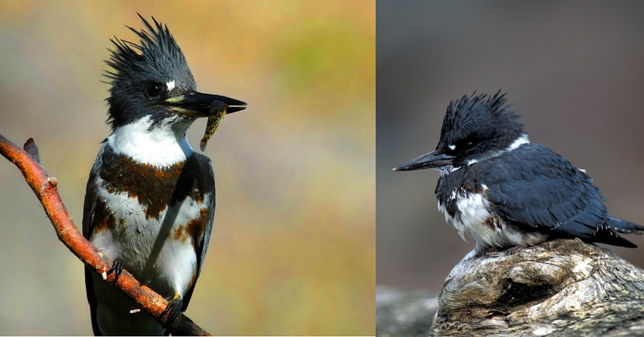 San Benito County Birds Belted Kingfisher