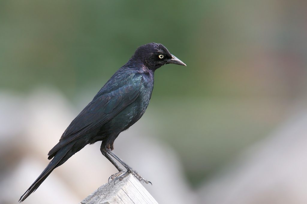 San Benito County Birds Brewers Blackbird_2