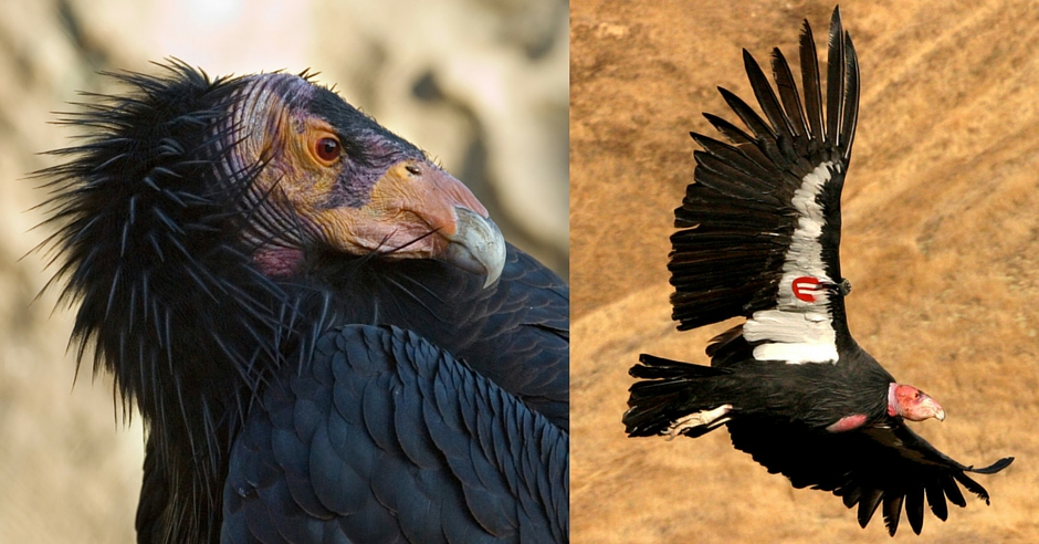 San Benito County Birds California Condor