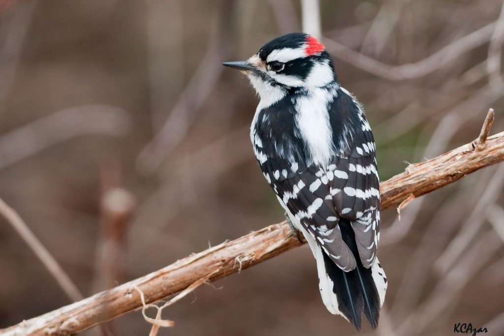 San Benito County Birds Downy Woodpecker_2