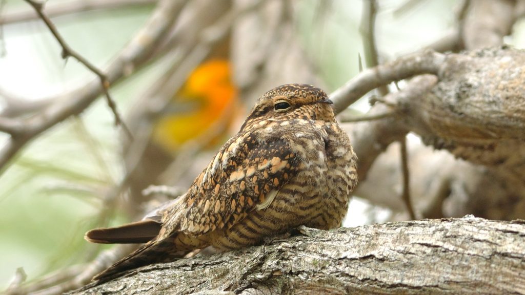 San Benito County Birds Lesser Nighthawk