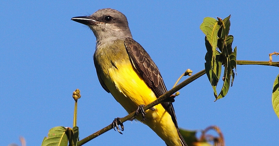 San Benito County Birds Tropical Kingbird