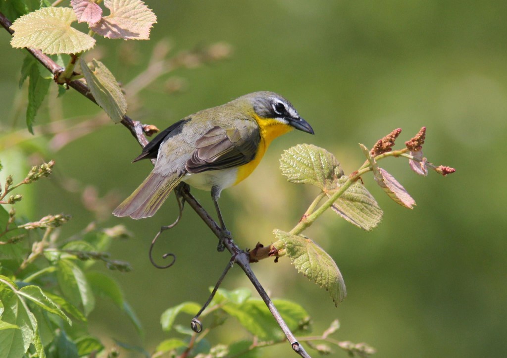 San Benito County Birds Yellow Breasted Chat