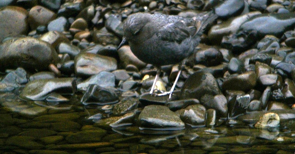 San Benito County Birds AmericanDipper
