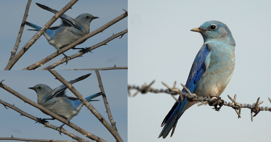 San Benito County Birds MountainBluebird