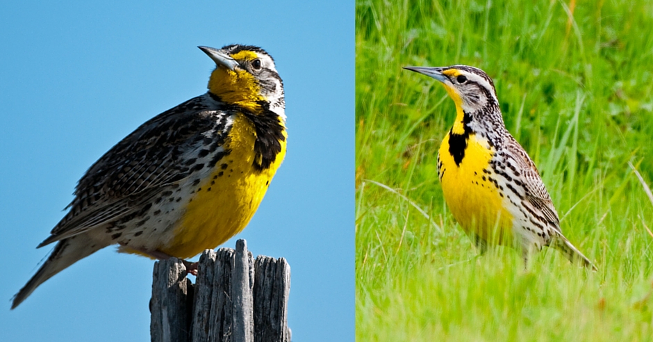 San Benito County Birds WesternMeadowlark