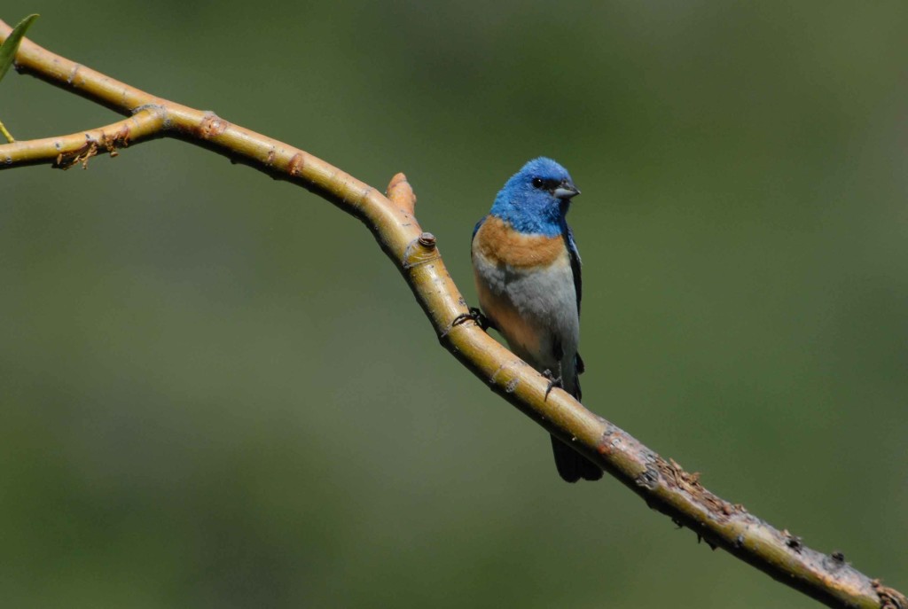 San Benito County Birds Lazuli Bunting
