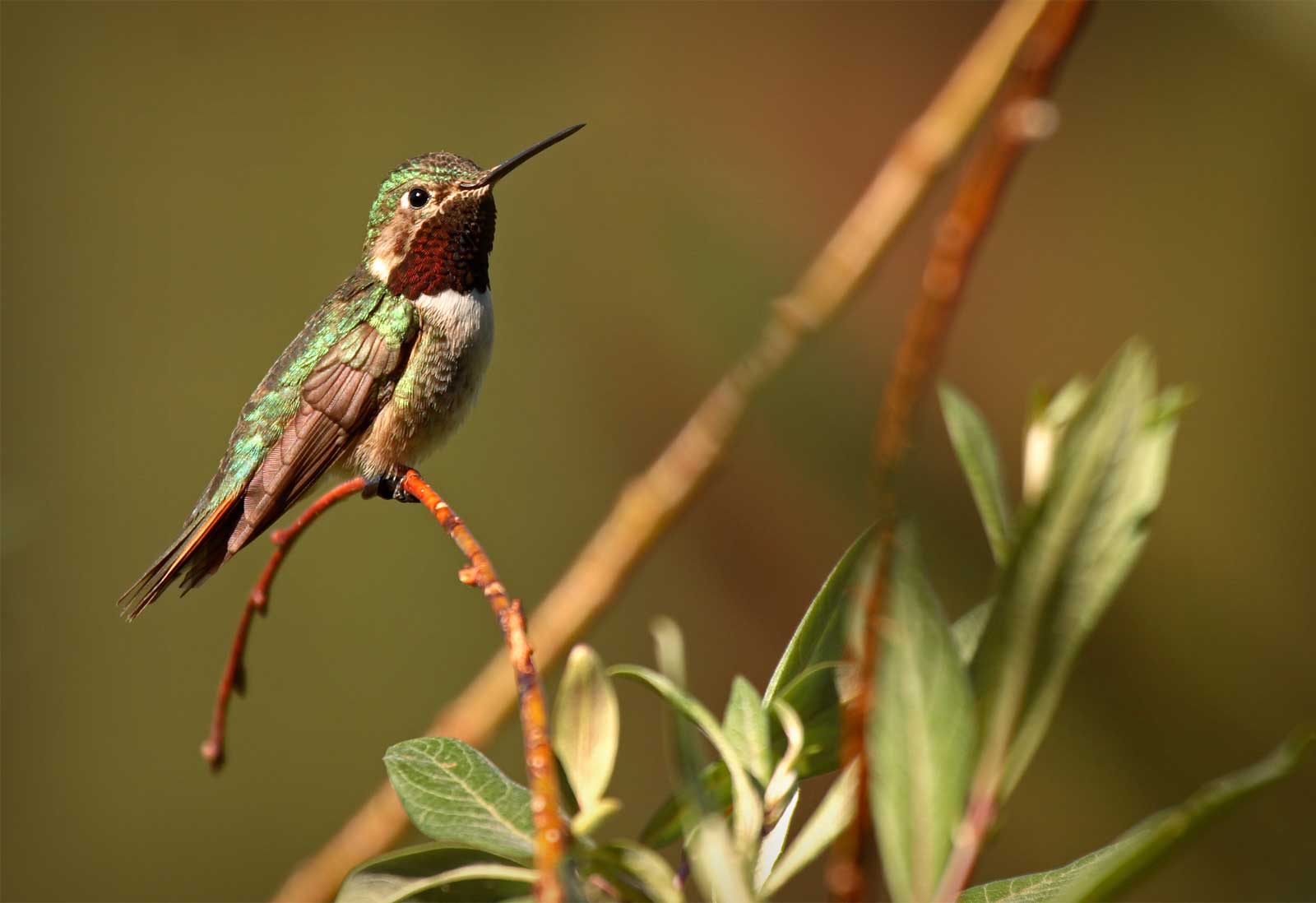 sbcc_birdwatching_feature sbcc_birdwatching_feature