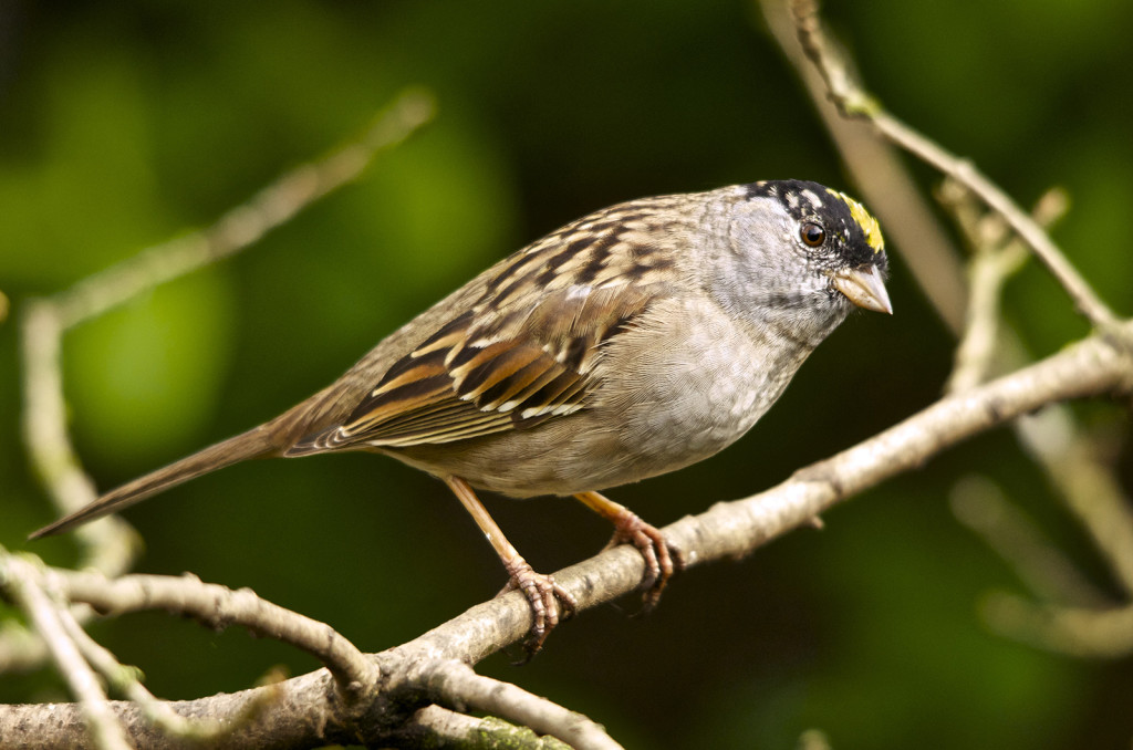 San Benito County Birds Yellow Crowned Sparrow