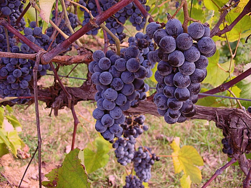 San Benito County Wineries Pinot Noir Grapes